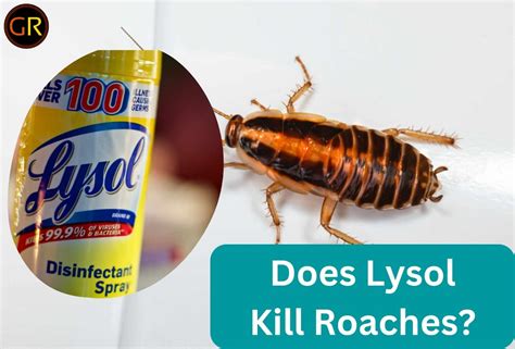 Fumigation is a great way to eliminate cockroaches and can be used to kill cockroach eggs as well. . Can lysol kill roaches